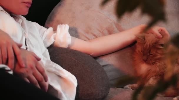 Zbliżenie się do przytulającej się pary spodziewającej się dziecka leżącego na kanapie i głaskającego czerwonego kota — Wideo stockowe
