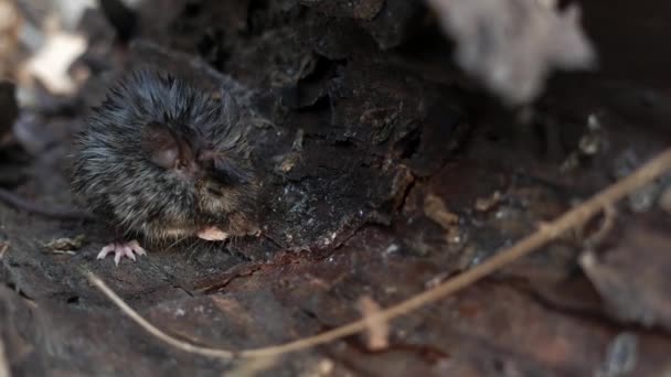 秋の日に木の空洞に座って食べ物をクランチしているフィールドマウスのマクロビュー — ストック動画