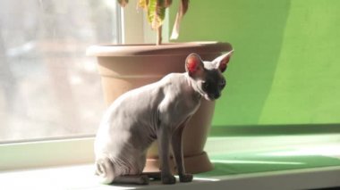 kedi köpek dokunmadan