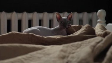 Sfenks kedisi çalış deli yatakta