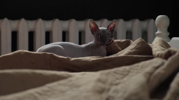 Sphinx-Katze spielt verrückt im Bett — Stockvideo