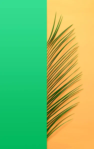 Fresh aesthetic palm leaf on yellow orange and green background. Minimal flatlay composition.