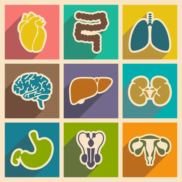 Icons of assembly internal organs in flat style — Stock Vector
