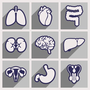 Derleme düz stil iç organlar simgeleri