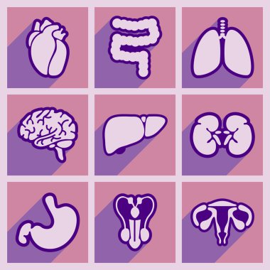 Derleme düz stil iç organlar simgeleri