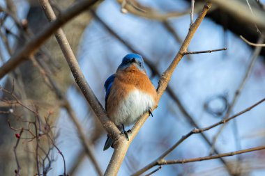 Erkek Doğu Mavi Kuş Ağaç dalına tünedi