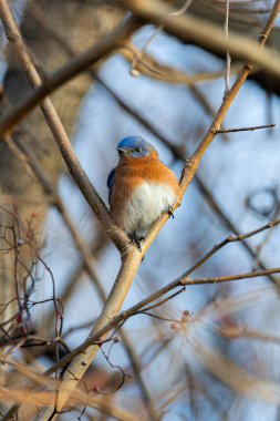 Erkek Doğu Mavi Kuş Ağaç dalına tünedi