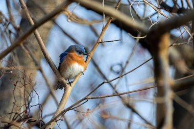 Erkek Doğu Mavi Kuş Ağaç dalına tünedi