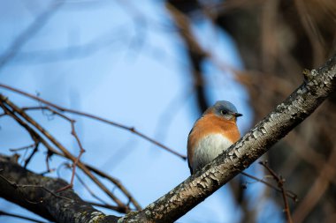 Erkek Doğu Mavi Kuş Ağaç dalına tünedi