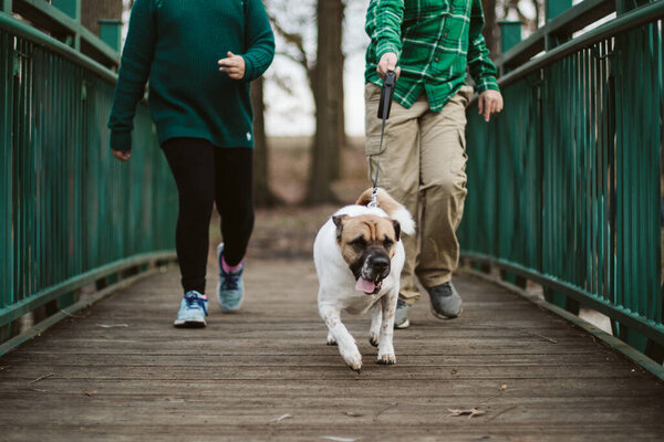 Dog leading on leash in park with children