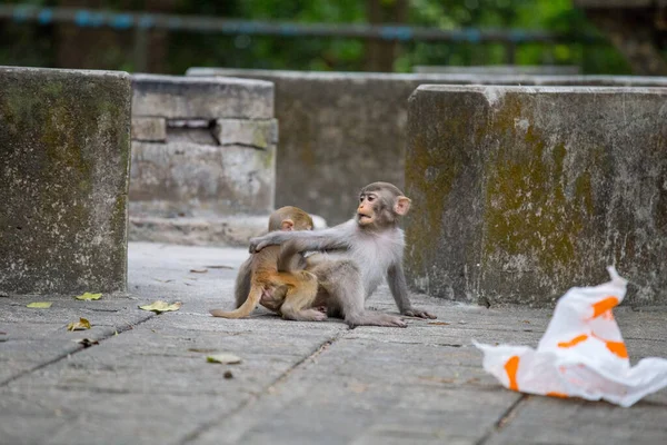 Mãe Bebê Macaco Hong Kong Kam Shan Country Park — Fotografia de Stock