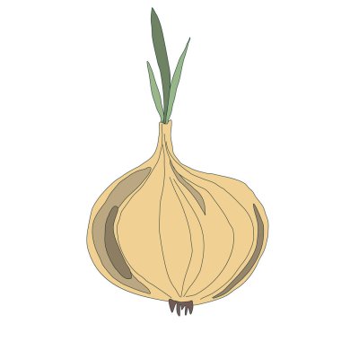 vektör renk kabağı beyaz arkaplanda izole edildi