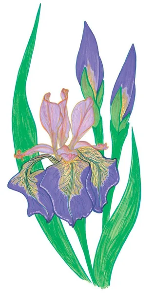 美丽的春天 开满了紫丁香海市蜃楼和紫罗兰花蕾 在斯拉夫神话中 虹膜生长在雷神之箭进入地球的地方 在日本传统中 这种花是男人气概和成功的象征 — 图库照片