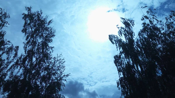 Mystical deep azure sky, leading into the distance of the universe. Sharp openwork silhouettes of trees against a background of fluffy clouds. Wonderful nature for relaxation and tranquility.