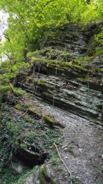 Koyu gri renkli kayaların eğimli katmanlarının fotoğrafı. Kıvırcık, parlak yeşil bitki örtüsü olan ilginç bir doğal kayalık. Dağların sert ve nazik doğasının bir parçası..