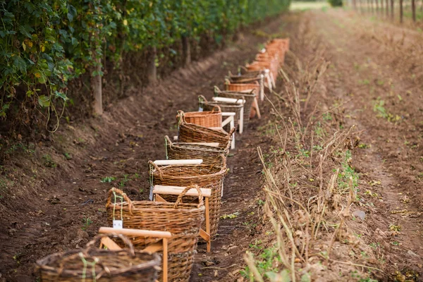 Hop farm near Zatec — Stock Photo, Image