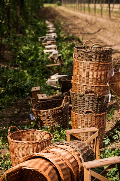 Hop farm w pobliżu Zatec — Zdjęcie stockowe