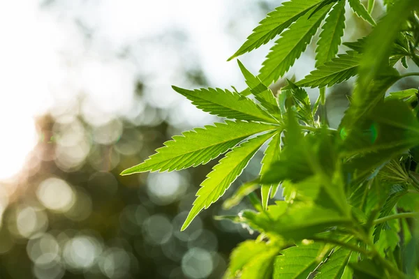 Młode liście marihuany — Zdjęcie stockowe