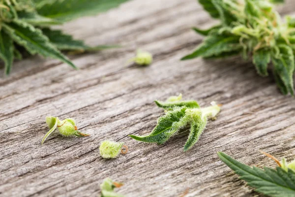 Marihuana op houten bureau. — Stockfoto