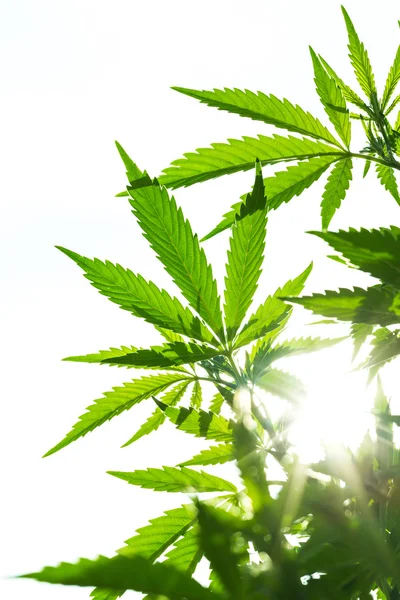 Young leaves of marijuana — Stock Photo, Image