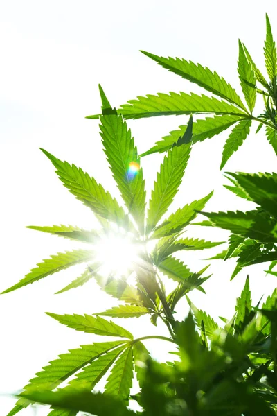 Jonge bladeren van marihuana — Stockfoto
