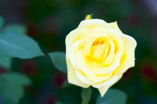 Flor de rosa abierta — Foto de Stock