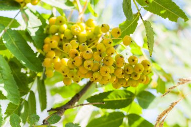 Sarı rowan