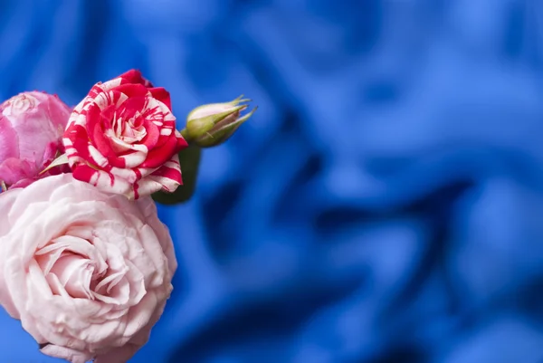 Três rosa flor no fundo azul borrado — Fotografia de Stock