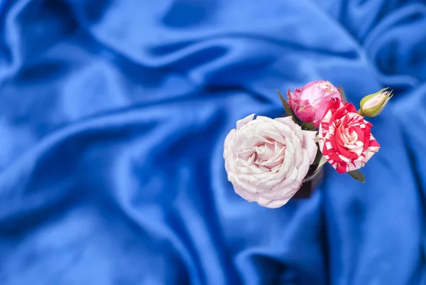 Rosas em um fundo azul — Fotografia de Stock