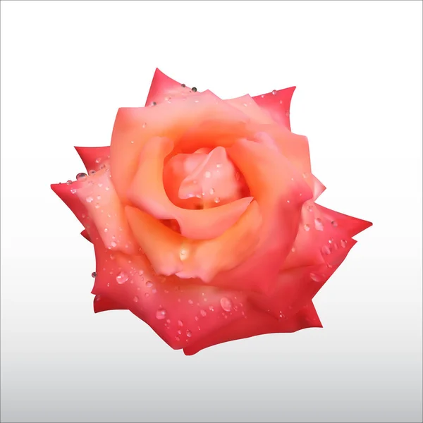 Rosa Roja Realista Con Gotas Rocío Ilustración Vectorial Abstracta Con — Vector de stock