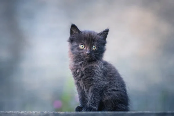 Fluffy Black Kitten Blur Background — Stock Photo, Image