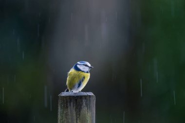 Blue tit (cyanistes caeruleus) under the rain