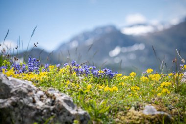 Pyenees dağlarında yabani çiçekler