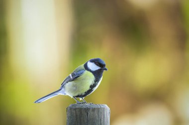 Great tit (parus major) on a fence