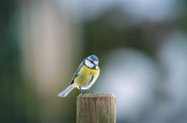 Bir çitin üzerinde Bluetit (siyanistes caeruleus)