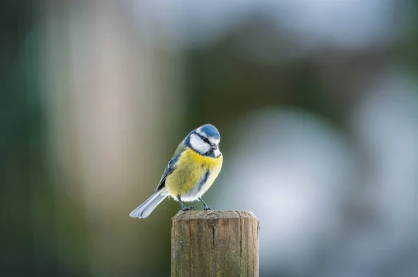 Bluetit Cyanistes Caeruleus Kerítésen — Stock Fotó