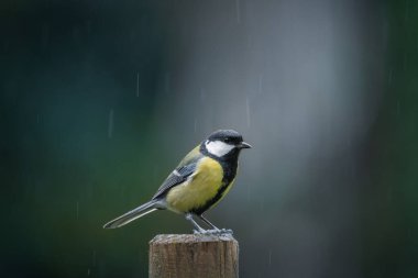 Great tit (parus major) on a fence