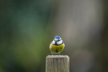 Bir çitin üzerinde Bluetit (siyanistes caeruleus)