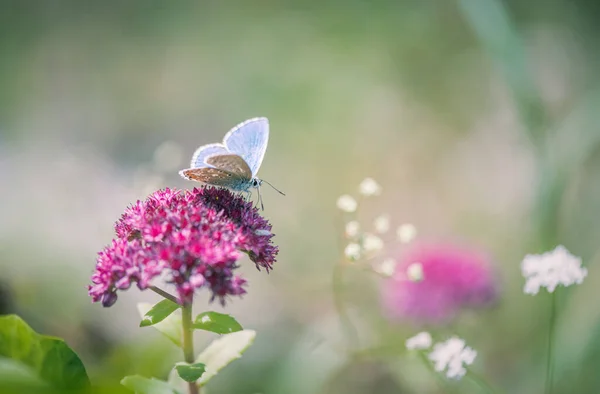 Schmetterling Auf Orpineblume Hylotelephium Telephium — Stockfoto
