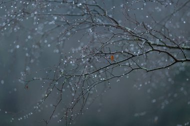 Dallara yağmur damlaları düşer. Üzücü bir doğa resmi.