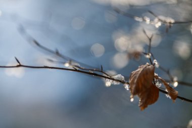 Buz ve sonbahar yaprakları güneşte