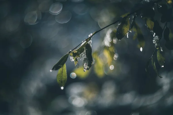 Gouttes Pluie Brillantes Sur Les Branches Une Lentille Vintage Arbre — Photo