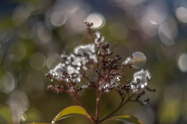 Branches Couvertes Neige Lentille Vintage Arbre Rendu — Photo