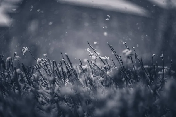 Snow Covered Branches Tree Vintage Lens Rendering — Stock Photo, Image