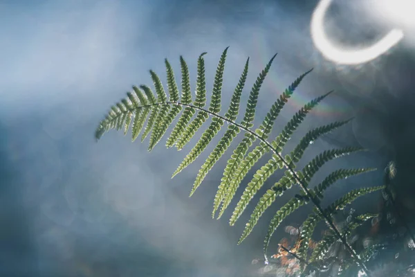 Feuilles Fougère Dans Rendu Des Lentilles Vintage Matin — Photo