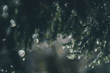 Eski bir merceğin dallarına yağmur damlaları düşer