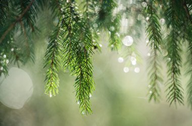 Bir ağacın dallarında parlayan yağmur damlaları