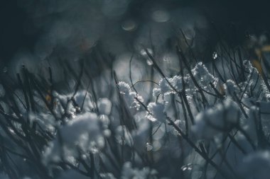 karla kaplı ağaç dalları vintage mercek oluşturma