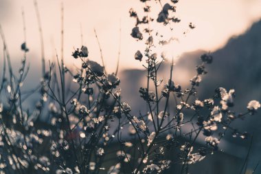 karla kaplı ağaç dalları vintage mercek oluşturma