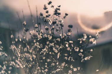 karla kaplı ağaç dalları vintage mercek oluşturma